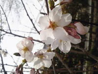2011年04月08日