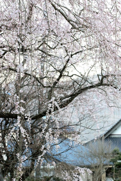 胴源禅寺の枝垂れ桜が七部咲きin桜川市門毛地区＠かんくんさん