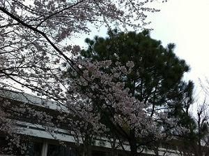 満開＠「つくばでの生活」