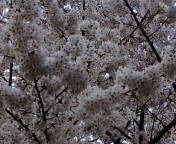2011年04月11日