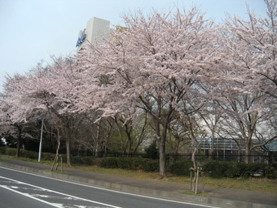 守谷市野木崎のアサヒの工場沿いの桜＠ファビラスさん