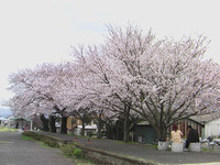 2011年04月11日