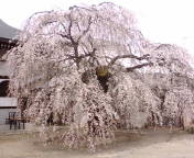 見事なしだれ桜・・・樹齢数百年＠「Bali Natural」