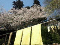 2011年04月12日