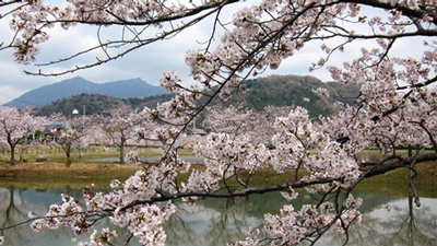 つくば桜スポット2011　北条大池＠「つくばスタイル」