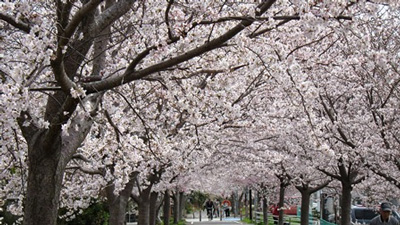 つくば桜スポット2011　りんりんロード＠「つくばスタイル」
