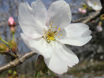 桜のトンネル　通過＾＾＠「◆ のらねこのさんぽ ☆*・:」