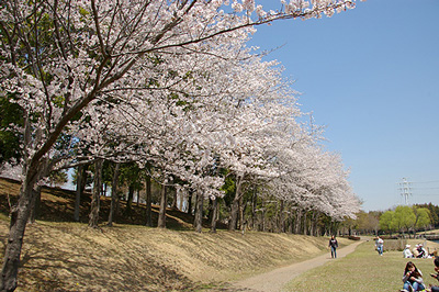 万博記念公園で花見＠「シンプルウェイでいこう」