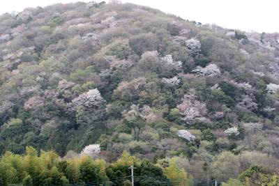 桜川「高峯山、雨巻山」の山桜が開花!＠かんくんTALKⅡ