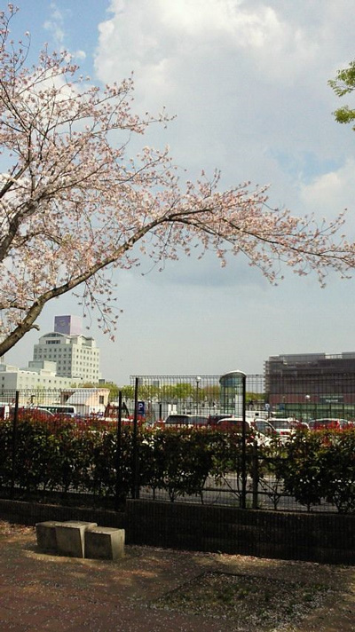 つくば 吾妻小学校脇の桜 ＠「つくばであれこれ」