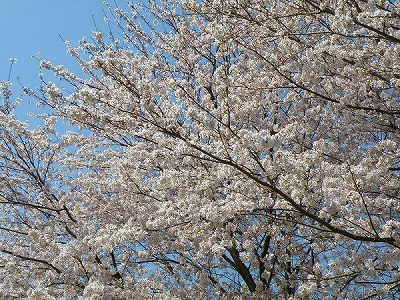 下岩崎の桜スポット＠「ちょっとだけ、マクロビ気分！？」