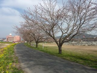 菜の花とサクラとガレキと＠「しょーびき餅って知ってますか？」
