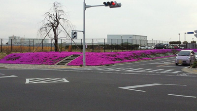 研究学園 今年も自動車研究所の芝桜＠「つくばであれこれ」