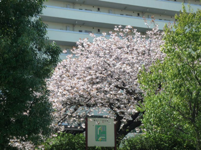 つくば 春日一丁目住宅 八重桜かな＠「つくばであれこれ」