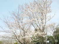 2011年04月08日