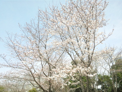 つくば中央公園の桜＠アワモリさん