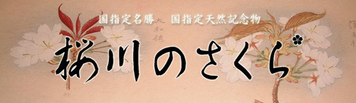 『桜川のさくら』公式サイトオープン!!