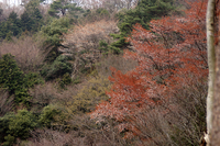高峯もそろそろ開花
