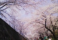 昨日は、花見!!