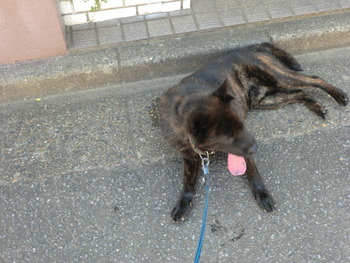 ビラ配り開始