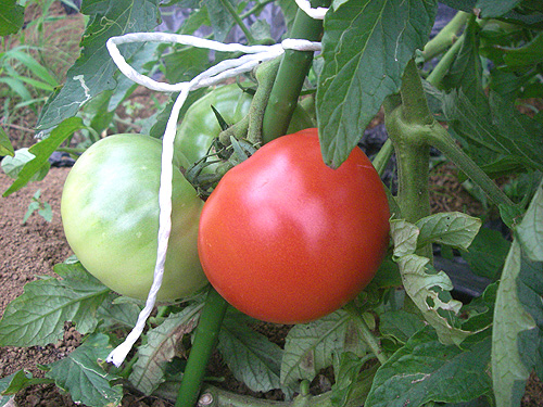 シンプルウェイ農場のトマト