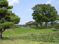 柏原公園　夏