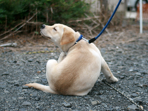 首のあたりがおかしい…？