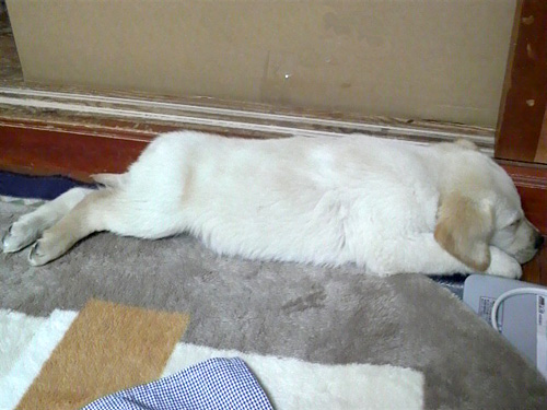 zzz