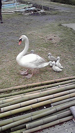 白鳥と子供達
