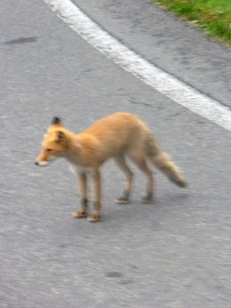 2012年北海道旅行(5)　知床で北海道ならではの野生動物に次々遭遇！