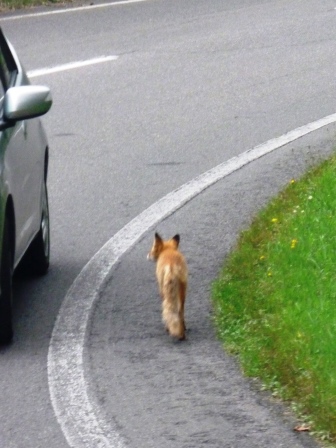 2012年北海道旅行(5)　知床で北海道ならではの野生動物に次々遭遇！