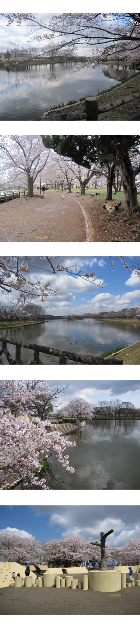 乙沼公園の桜