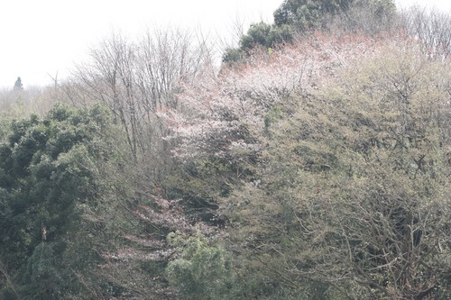 山桜開花迫るｯ☆