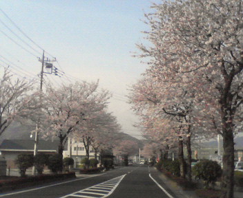 家の前の桜が満開で、書を捨てて街にでよう！！