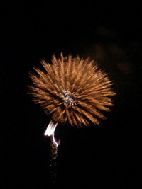 真岡の花火