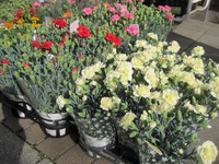 【花の日特集】蕨駅チカの花屋が贈る、感謝のカーネーションギフト