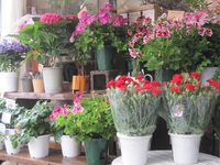 「母の日に贈る“ありがとう”の花束 – 蕨市の花屋」