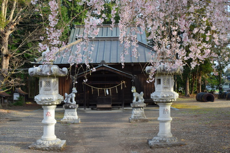 【研究学園の桜７】しだれ桜に狛犬。素晴らしい遠東稲荷神社の桜！