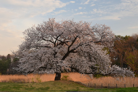 【研究学園の桜８】研究学園駅前公園は次々に桜が咲く素敵な公園です！