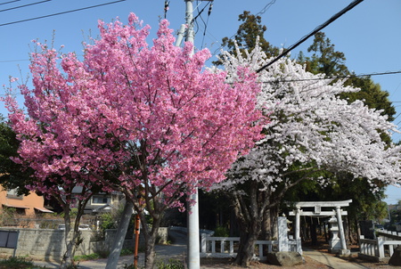 【研究学園の桜４】３／２９、桜スポットを１５カ所巡ってきた！
