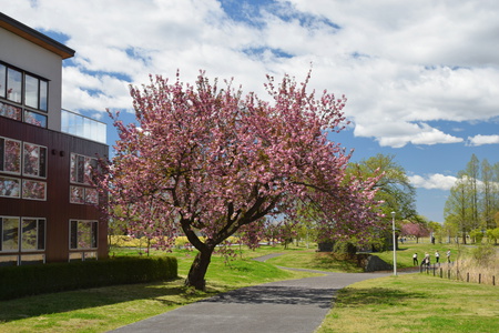 【研究学園の桜８】研究学園駅前公園は次々に桜が咲く素敵な公園です！