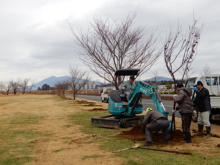 【祝】研究学園千本桜、１２／１９植樹し１０００本達成！