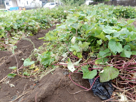 【イモ掘り募集】１０／２２に研究学園グリーネックレスの畑の芋掘りをします。