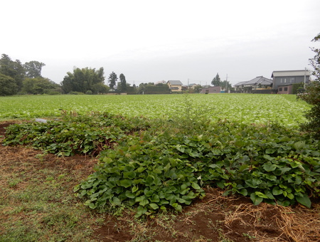 【イモ掘り募集】１０／２２に研究学園グリーネックレスの畑の芋掘りをします。