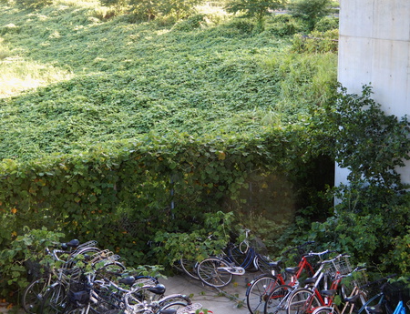 自転車がツル植物の餌食に！調節池が大変なことに！