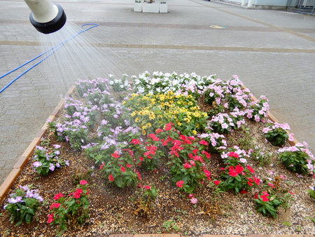 研究学園駅前のお花がたくさん枯れたのはなぜ！
