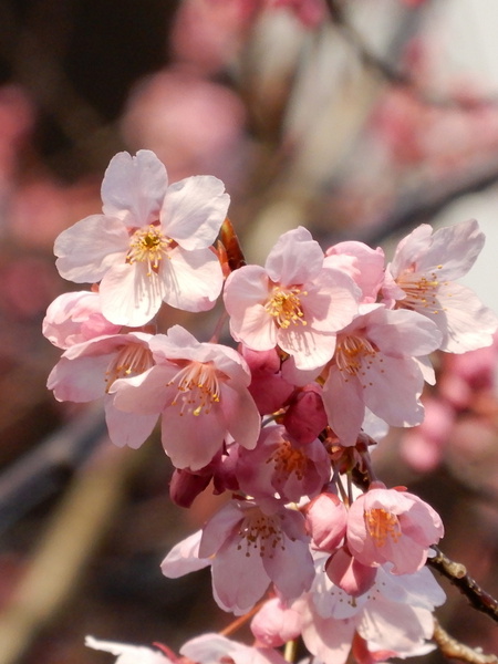 【研究学園の桜１】研究学園でも桜が開花した！