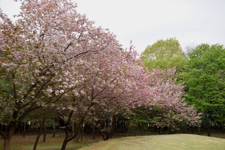 【研究学園の桜６】とってもゴージャス、研究学園の八重桜！