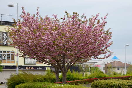 【研究学園の桜６】とってもゴージャス、研究学園の八重桜！