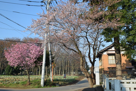 【研究学園の桜３】満開の桜が続々と！！